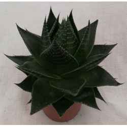 Aloe cosmo pot de Ø 10.5 cm