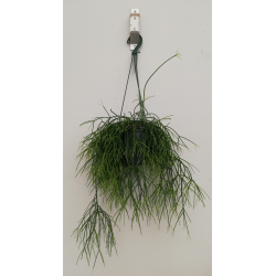 Rhipsalis pot suspension de...