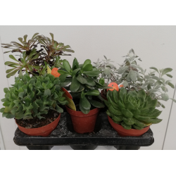 Succulente pot de Ø 12-13 cm