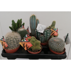 Cactus variés pot de Ø 10.5 cm