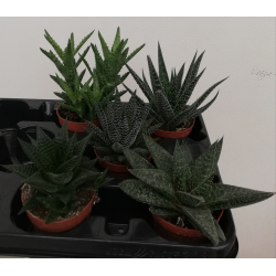 Aloe mixte pot de Ø 8.5 cm