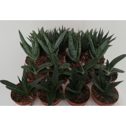 Aloe mixte pot de Ø 5.5 cm