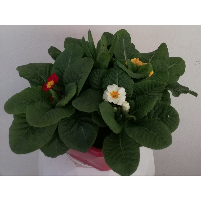 Comment Couper Les Fleurs Fanées Des Primevères