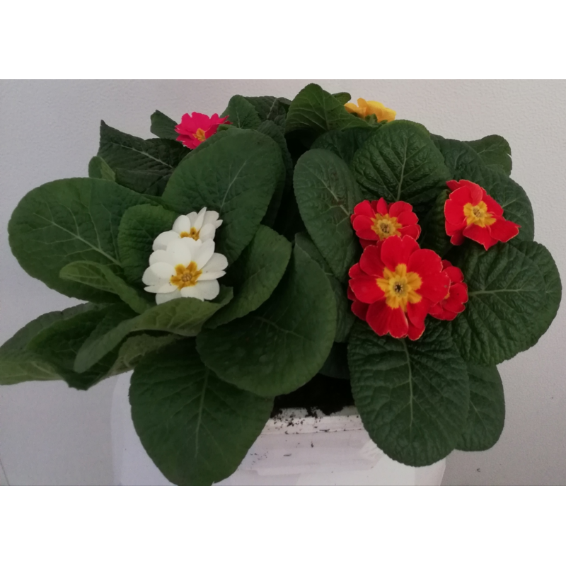 Comment Couper Les Fleurs Fanées Des Primevères