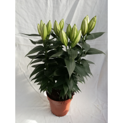 Lys fleurs simples pot de 19cm