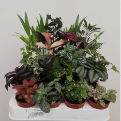 Plantes vertes mixtes pot...