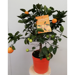 Agrume Kumquat pot de 20 cm