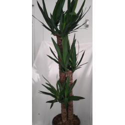 Yucca 3 troncs 90/60/30 cm...