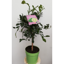 Agrume Combava pot de 20 cm