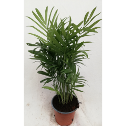 Areca ou Chamaedorea pot de...