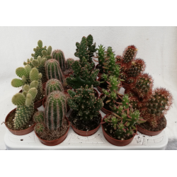 Cactus variés pot de Ø 5.5 cm