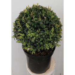 Buis boule pot de 27 cm