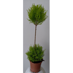 Sapin jaune tige 80 cm Ø 17 cm