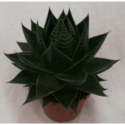Aloe cosmo pot de Ø 13 cm
