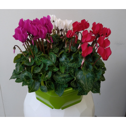 Cyclamen Coupe couleur de...