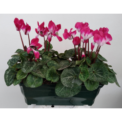 Cyclamen Jardinière de 30...