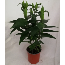 Lys fleurs simple pot Ø13cm