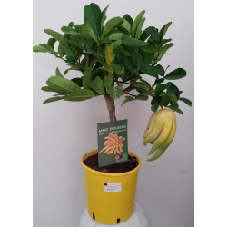 Agrume Main de Bouddha pot...