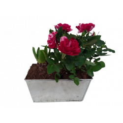 Jardinière zinc 15 cm 1...