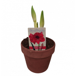 Amaryllis 2 boutons Ø 15 cm...
