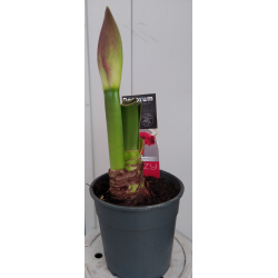 Amaryllis 2 boutons Ø 14 cm