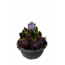 Jacinthe Coupe 16 cm de 5-8...