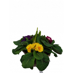 Primevère Coupe de 3...