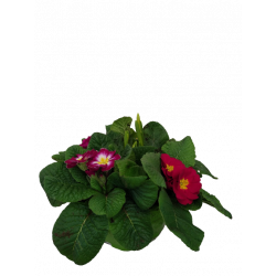 Primevère Coupe de 4...