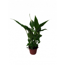 Spathiphyllum Ø 7 cm