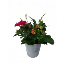 Composition intérieure zinc...