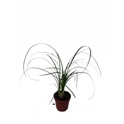 Beaucarnea 3 pied pot 9 cm