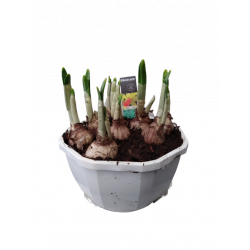 Narcisse Coupe blanche 18...