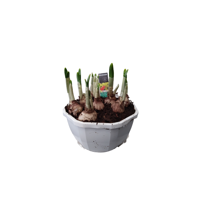 Narcisse Coupe blanche 18 cm de 3 Narcisse