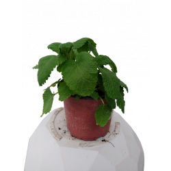 Mélisse Ø 12 cm