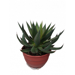 Agave coupe Ø20