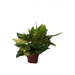 Aucuba Ø 13 cm Hauteur...