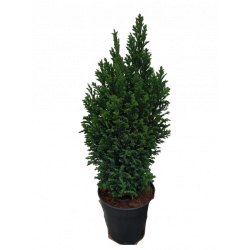 Sapin vert  Ø 13 cm Hauteur...