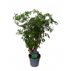 Polyscias Ming HT 40 cm pot...