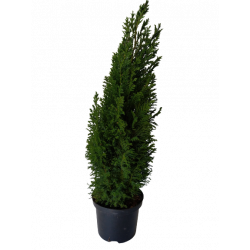 Sapin vert Ø 17 cm Hauteur...