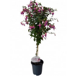 Fuchsia tige pot de Ø 19 cm