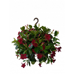 Dipladenia à poser ou à...