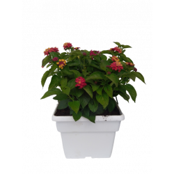 Lantana bac de 25 cm unicolore
