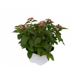 Lantana coupe Ø 27 cm...