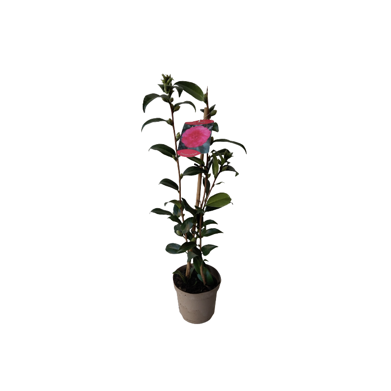 Camellia japonica pot Ø 14 cm