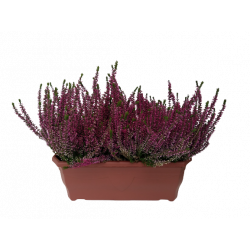 Bruyère Calluna unicolore...