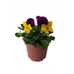 Pensée petites fleurs pot...