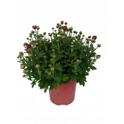 Chrysanthème petites fleurs...