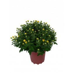 Chrysanthème petites fleurs...