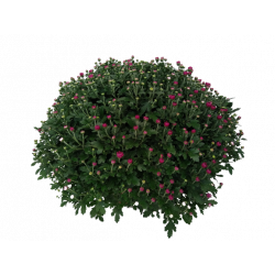 Chrysanthème petites fleurs...