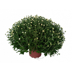 Chrysanthème petites fleurs...